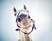 One Trick Pony - 5x7 photo print