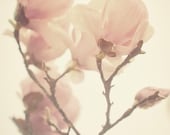 Soft Pink Magnolia - 5x7 Photo Print