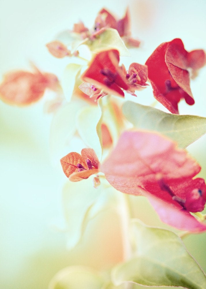 Merry Bougainvillea - 5 X 7 Fine Art Photo Print