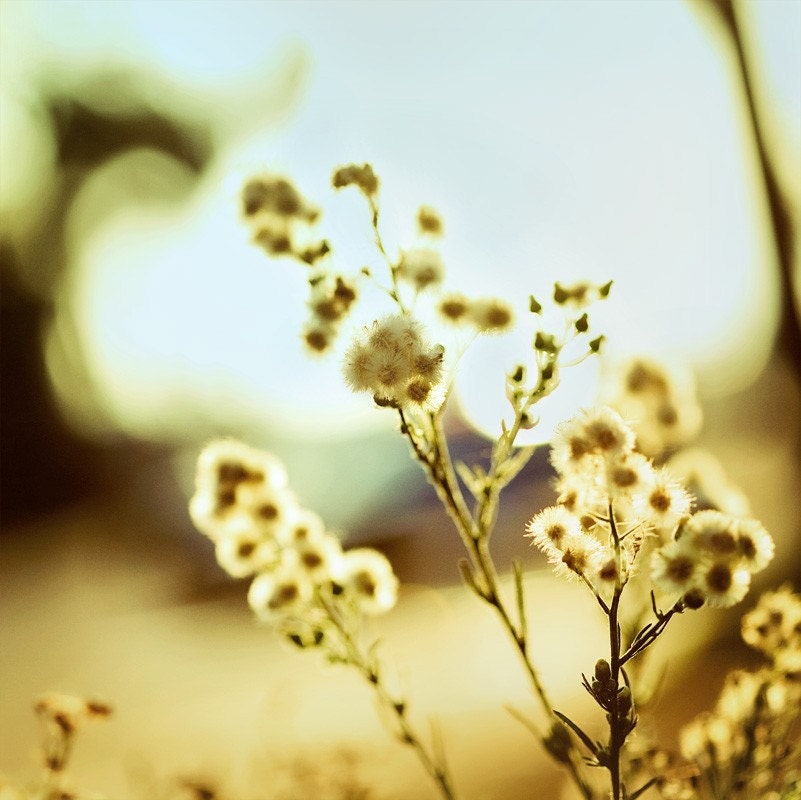 September Sun - 8x8 Fine Art Photography Print
