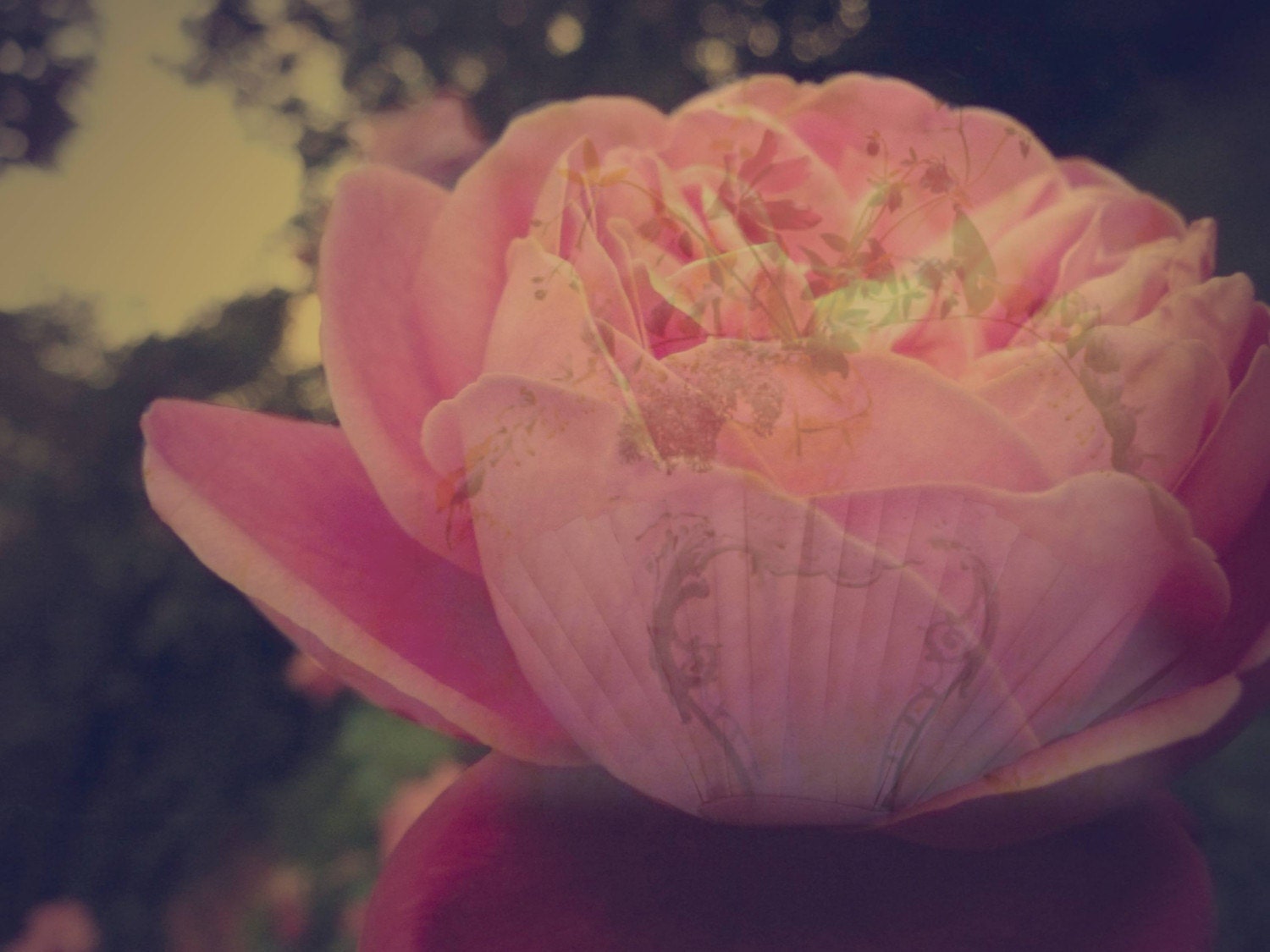 ART CARD - Vintage Rosa I - 148mm x 105mm (5.83 x 4.13 in) High Quality Gloss