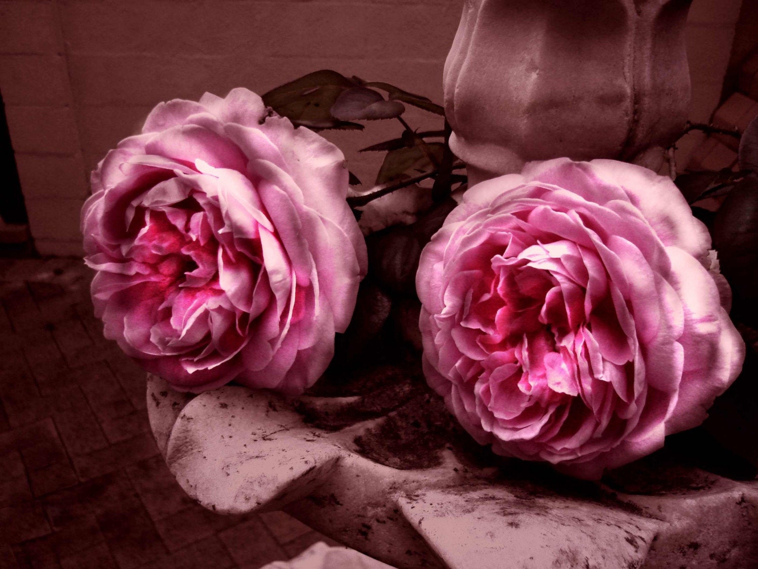 Marbled Rose III - LIMITED EDITION ARCHIVAL FINE ART PRINT 15 x 12