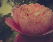 Vintage Rosa Bloom II - LIMITED EDITION ARCHIVAL FINE ART PRINT 15 x 12