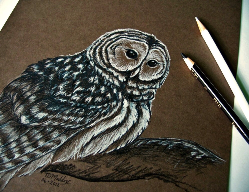 Barred Owl Nature Study - Original Sketch