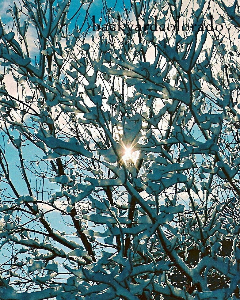 Backlit snow against a brilliant Colorado sky Fine Art Photography 8 x 10