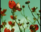 Nature Photography 11x14 Red Dogwood Blossoms Spring Art Print