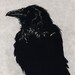 Artist Proof,- the last one available - Award Winning Print -Raven  Series- RAVEN DECIDES Not to Create MAN- Etching 5 x 7inch 2010