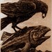 RAVEN Helps Salmon To Swim- Raven (bird, Salmon, Native American,crow) Series- Etching Brown ink, 5 inch x 8 inches, 2012
