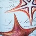 Throw Pillow Beach Decor...The Coral Starfish