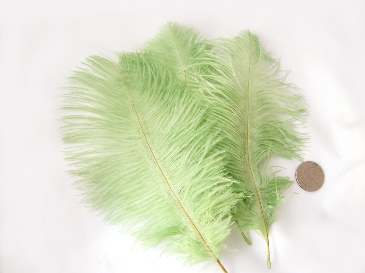 MINT GREEN Ostrich Feather Drab.  Pristine D.I.Y. feathers for wings, fascinators, wedding centerpieces, bouquets and millinery (3 Feathers)