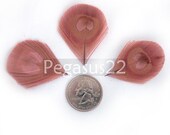 DUSTY ROSE Peacock Feather Eyes Trimmed- For appliques, wedding invitations, hats, earrings, and fascinators  (12 PIECES)(Small)(Rose Pink)