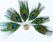 MINI Natural Peacock Feather Stemless Eyes for appliques, wedding invitations and fascinators (Stemless Natural)(Mini)(12 Feathers)