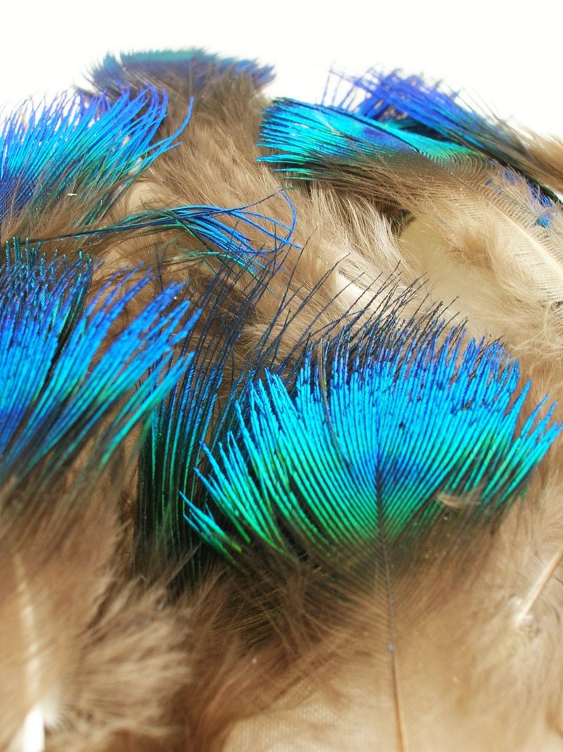 Small Blue and Green Peacock Scallop Plume Feathers for craft, headbands, hats and hair clips (12 PIECES)