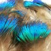 Small Blue and Green Peacock Scallop Plume Feathers for craft, headbands, hats and hair clips (12 PIECES)