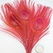 RUBY RED Peacock Feather Eyes. Pristine D.I.Y. feathers for boutonnieres, earrings, hats, wedding bouquets and millinery (Large)(6 Feathers)