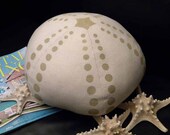 Sea urchin pillow 13"x10"  Mermaid Tuffet sea biscuit echinoderm coastal beach merpeople shell shelling beachcombing Crabby Chris Original
