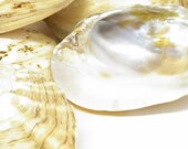 Seashells