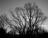 A tree for Paula Dawn