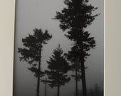 Nature Photography, Fog and Trees, Matted Fine Art Nature Print, Home Decor, Wall Decor