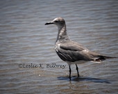 Nature Photography, Animal Photograph, Shorebird, 8x10 Fine Art Nature Print, Wall Decor, Home Decor