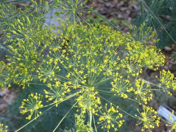 Dill Seed (Anethum graveolens) Organically Grown