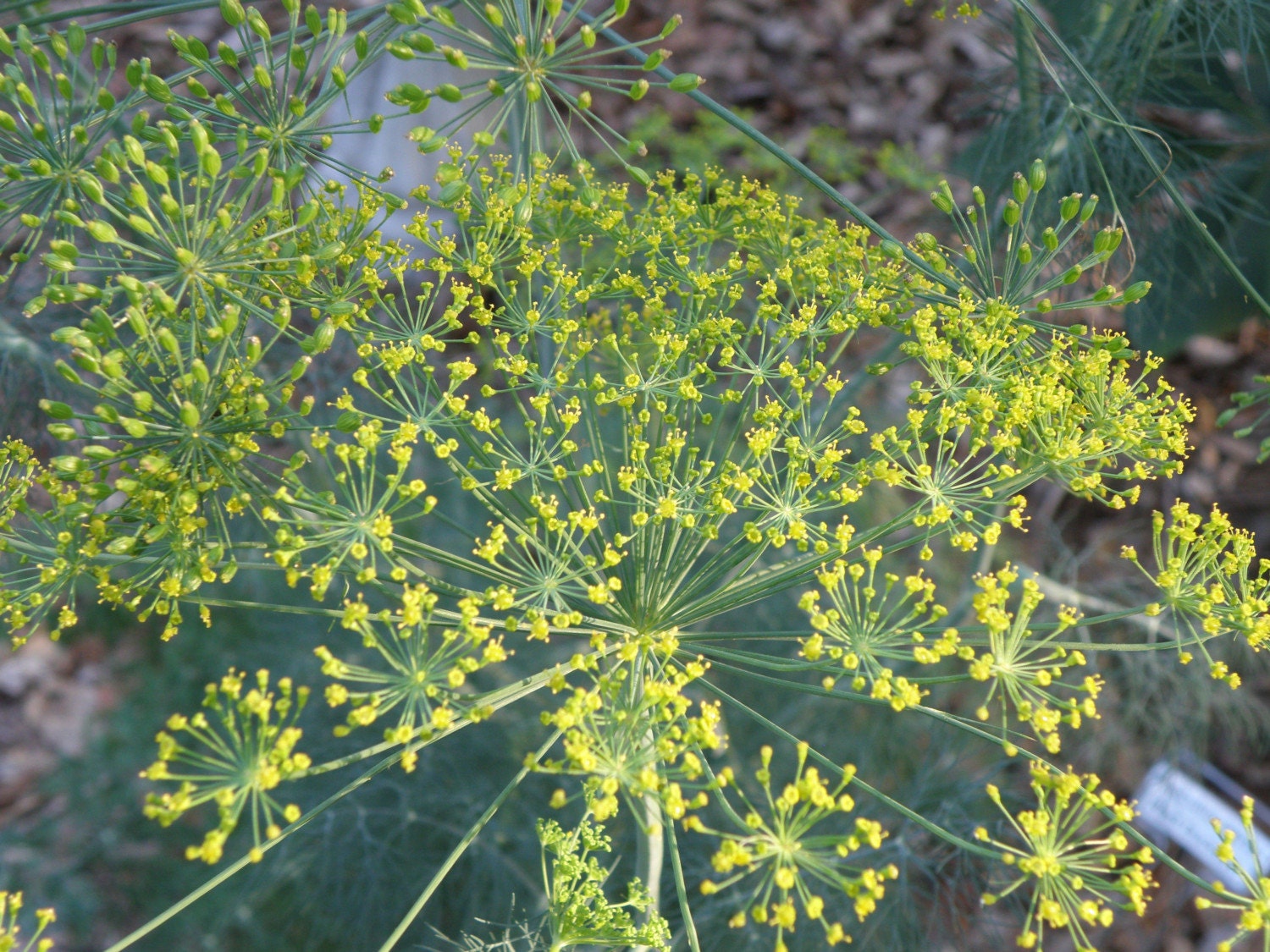 Dill Seed (Anethum graveolens) Organically Grown
