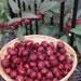 Hibiscus Sabdariffa Seeds