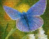 Butterfly--8x10