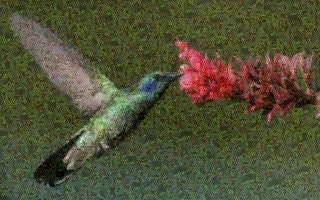 Humming Bird--8x10