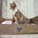 reserved Upcycled Country Pet Bed - Wooden Fruit Crate - Upcycled Shabby Chic - 2 dollars goes to carescatshelter