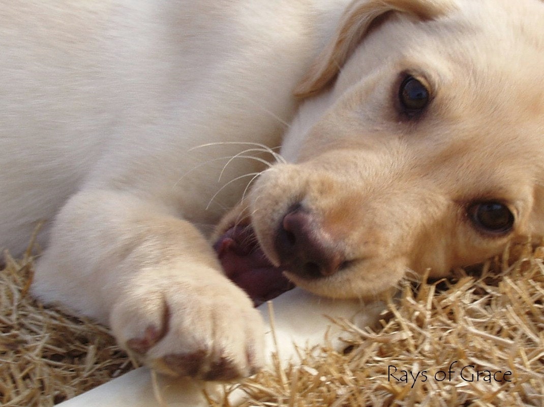 Puppy Love - 8 x 10 Photograph - Free Shipping