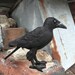 Quoth, the Raven - made to order