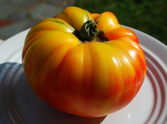 gold medal tomato