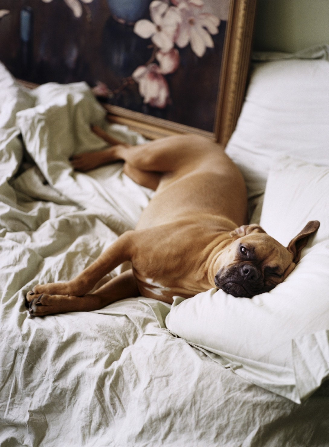 Dog Photo Fifi The Boxer art photograph 8x10 Fine Art Photograph