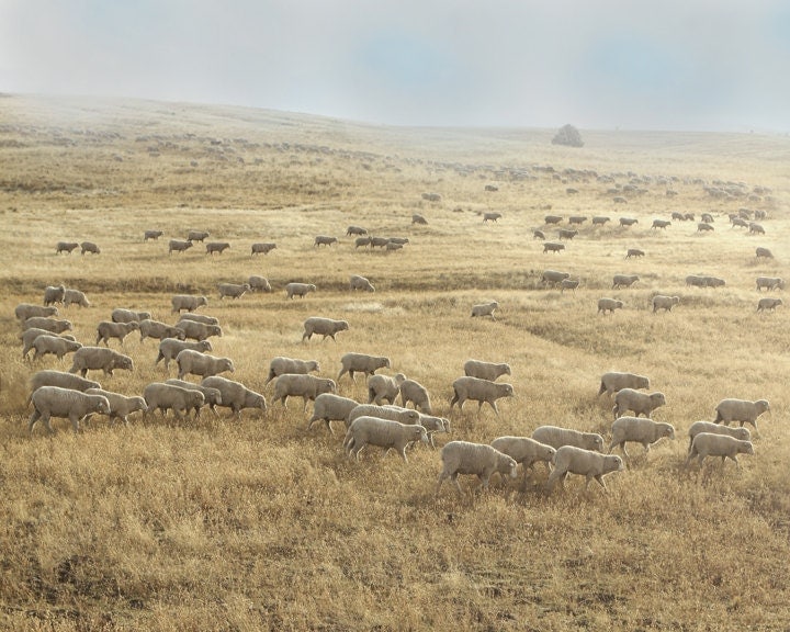 Sheep Art Fine Art Photography Harvest Farm Landscape 16x20  Archival Photograph - lucysnowephotography