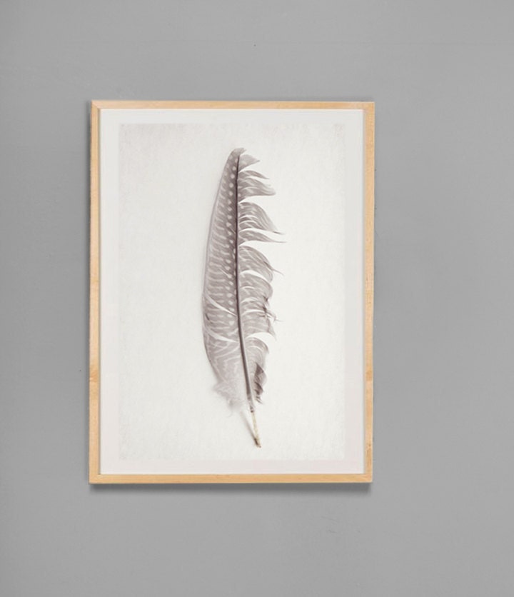 Guinea Feather  Art  Photo  8x12  Black and White Fine Art Photograph