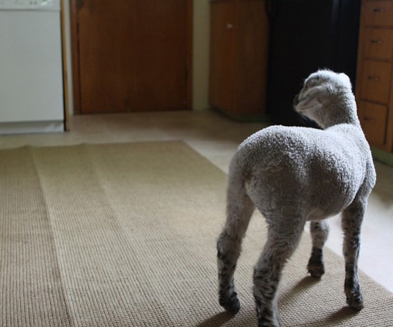 Fine Art Photography Lamb Photo baby lamb in the kitchen Sheep 16x20 Fine Art Photograph
