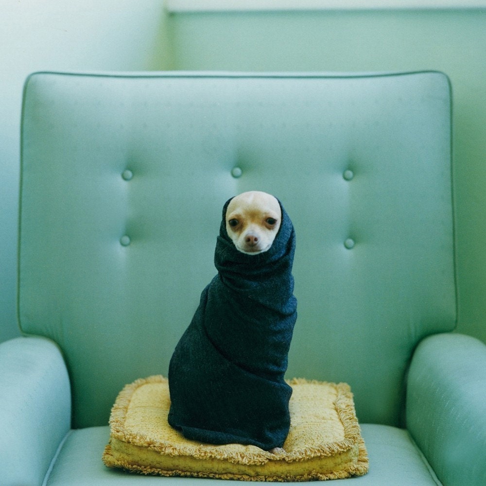 CHIHUAHUA IN A SCARF FINE ART PHOTO 8X8