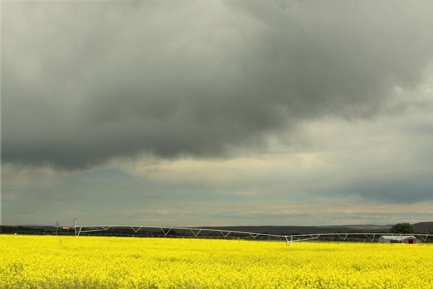 Modern Neon Landscape Photograph Canola Field  11x14   Archival Photograph