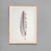 Guinea Feather  Art  Photo  8x12  Black and White Fine Art Photograph
