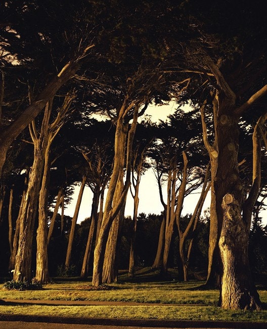 Golden Gate Park, 8.5x11 Fine Art Print