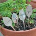 Basil Mint Rosemary Thyme silverware garden marker set silver plated  flatware