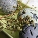 Group of three decorative ceramic spheres (eggs) in dusty purple and chartreuse 34