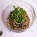 George Washington's Boxwood