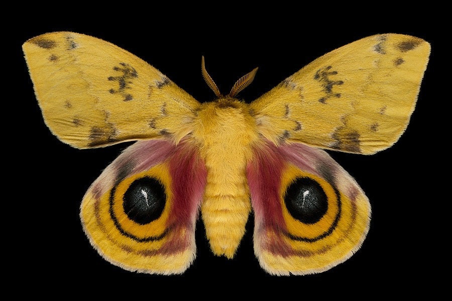 Io Moth - Automeris io (male)