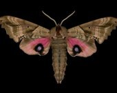 Blinded Sphinx Moth - Paonias excaecatus