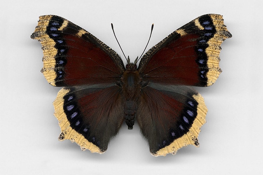 Mourning Cloak - Nymphalis antopia