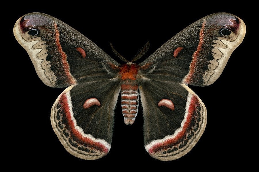 Cecropia Moth - Hyalophora cecropia