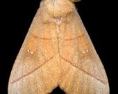 White-dotted Prominent
