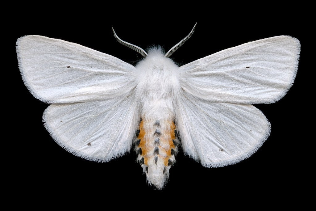 Custom 8x5.3" moth print